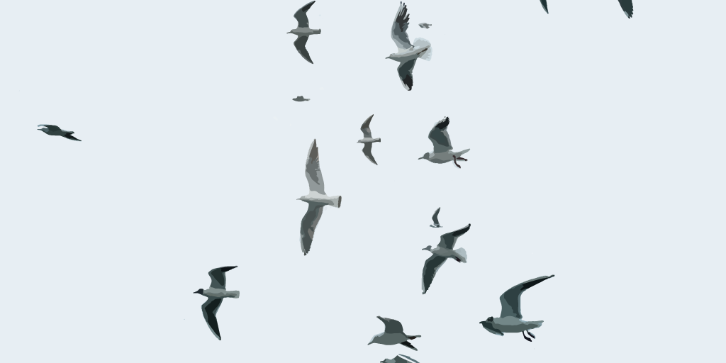 birds migrating